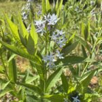 Amsonia (bluestar)