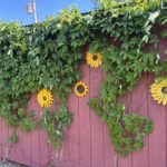 Virginia Creeper on our old red building