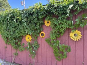 Virginia Creeper on our old red building