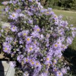 Symphyotrichum oblongifolium, Aromatic Aster in front of Connie's house