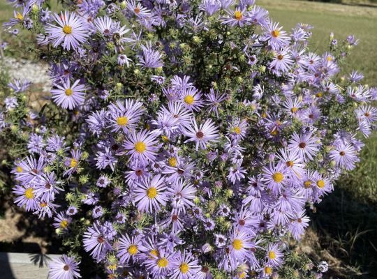 Tubby Creek Farm’s Annual Native Plant Sale