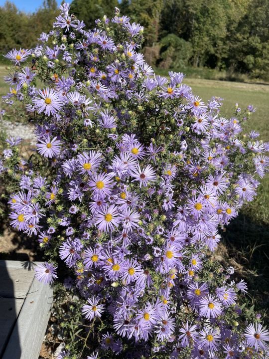 Tubby Creek Farm’s Annual Native Plant Sale