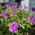 Glandularia canadensis (rose verbena)