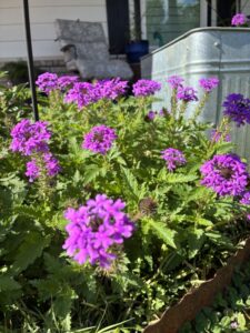 Glandularia canadensis (rose verbena)