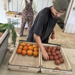 Tomatoes have started rolling in. Here is Dalton (foreground) and Shelby sorting tomatoes