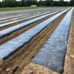 Eighteen summer beds for watermelons, cantaloupes, sweet potatoes, winters quash and summer squashes