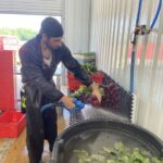 Robin spraying beets
