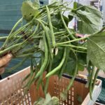 Green bean picking, indoors