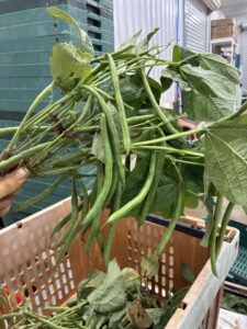 Green bean picking, indoors