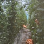 Tomato jungle in the high tunnel