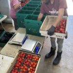 Tomato season is upon us. Here Connie (L) and Robin (R) packing Juliet tomatoes into the Full Shares