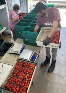 Tomato season is upon us. Here Connie (L) and Robin (R) packing Juliet tomatoes into the Full Shares