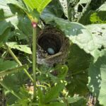Birds nest in the okra