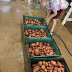 Cooper helping out i wash/pack by pre rinsing the freshly dug red potatoes.