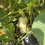 Butternut squash on the vine