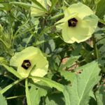 Beautiful okra blossoms