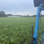 Warm temps and plenty of rain is just what this cover crop needed. It is a blend of buckwheat, Sudan grass and cow peas.