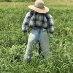 Hoping this scarecrow is enough to keep those pesky birds out of our melon patch