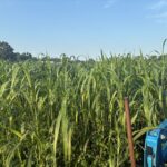 Time to mow the cover crop. It's over six feet tall