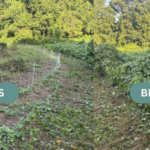 Kudzu before (L) and after (R) being grazed by goats
