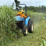 Randy mowing down the summer cover crop of Sudan grass, cow peas and buckwheat.