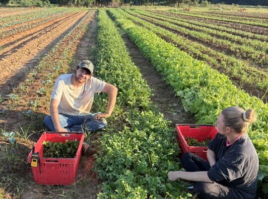 Ya Salad! Plus Irrigation 101