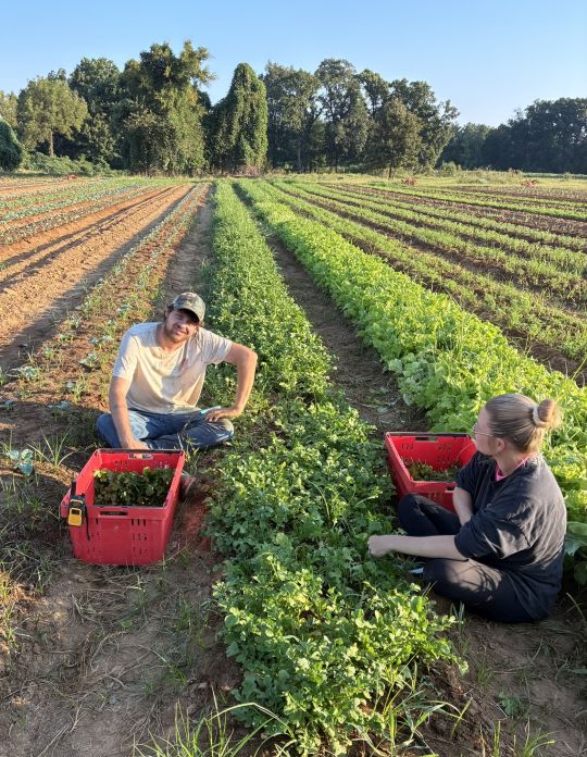 Ya Salad! Plus Irrigation 101