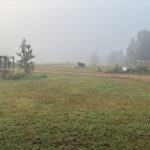 Finally had some rain. Next day we had a warm foggy morning