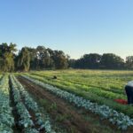 The crew out picking greens for the CSA in the early morning