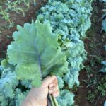 after the rain everything has perked up especially the Red Russian kale