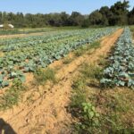Lots of fall greens, broccoli, carrots, beets and more