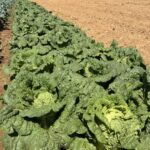 Napa cabbages will be ready soon