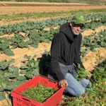 Here is Steven harvesting arugula for the CSA
