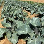 Lots of broccoli and cauliflower growing in the fall garden