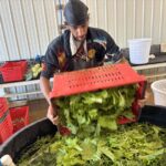 Robin about to bubble some of the arugula/Tokyo Bekana mix