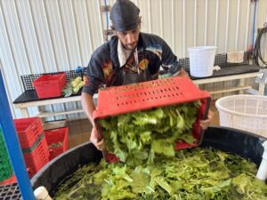 Robin about to bubble some of the arugula/Tokyo Bekana mix