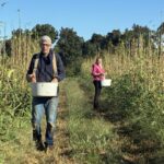 The okra is still producing. Steven (L) picking okra and Kim (L)
