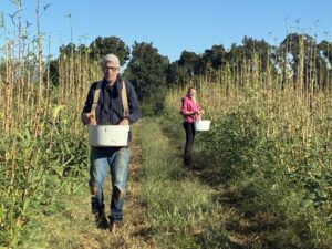 The okra is still producing. Steven (L) picking okra and Kim (L)