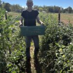 Steven harvesting the Juliet tomatoes