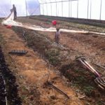 Hightunnel lettuce being uncovered in January