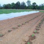 Cucurbits planted in the field