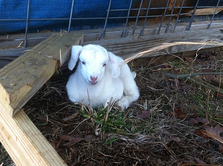Baby Goats Update and New Wednesday CSA pick Up Location