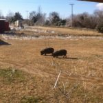 When you find pigs out and up at the house you know its one of those days