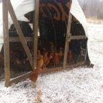 Our pullets are unsure about the snow