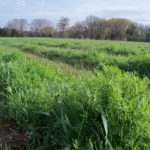 Vetch and rye cover crop