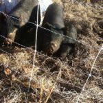 Happy Pigs on pasture