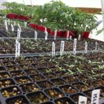 Baby tomato plants, just some of our varieties