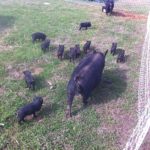 Mommas and the little piggies