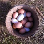 Great basket of eggs, the girls are working hard!