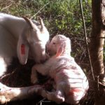 Momma and newborn baby goat